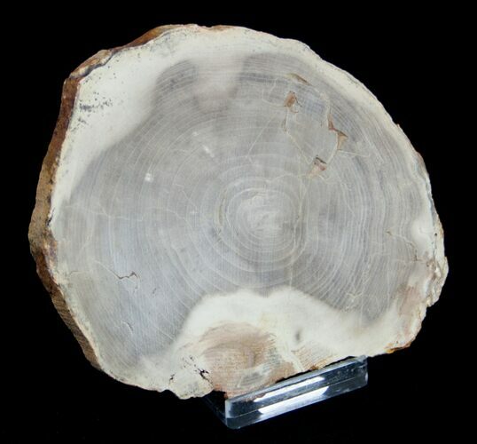 / Inch Unpolished Petrified Wood Slab - Oregon #3187